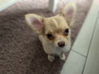 Hallo wir haben noch einen Rüden 15 Wochen abzugeben.