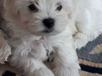 Süßer kleiner Bichon frise Welpe ist nun 12 Wochen alt