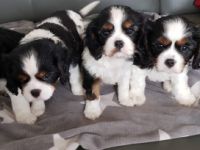 Wir suchen ein liebevolles zuhause für unser Fellknäuel