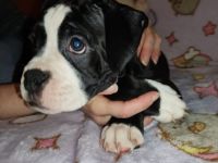 Hallo unsere Welpen sind bereit die grosse weite Welt