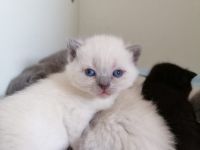 Unsere Liebe Katze hat zum ersten Mal am 21.03.2022