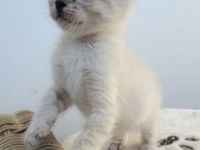 Am 10.03.2022 haben wir 5 wunderschöne Babys bekommen.