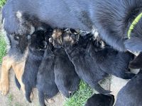 Hallo zusammen meine Hündin hat am 20.3.2022 zehn