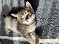 Hallo zusammen, unsere Kitten sind am 15.03.2022 in ein