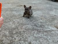 Unsere Hündin Amy am 31.01.2021 ist zum ersten Mal Mama