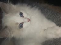 Verkaufe 4 reinrassige Ragdoll- Kätzchen aus