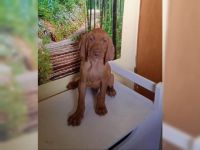 Liebe Hundefreunde, ist noch ein reinrassiger Magyar