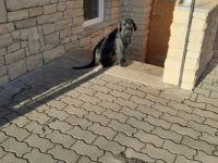 Liebe schwarze Riesenschnauzer Hündin 7Monate alt in