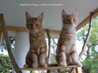 Für Sinon und Benimaru suchen wir noch ein passendes