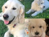 Sophie und Bianco sind Eltern von reinrassigen Welpen