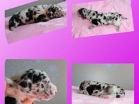 ***Aktuelle Bilder sind auf der Homepage zu finden -