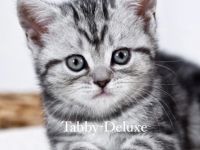 Wir, die Tabby-Deluxe haben wieder traumhaften,