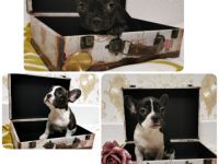 Französische Bulldogge, Welpen