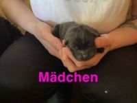 Ich habe kleine Chow Chow Welpen in der Farbe schwarz.