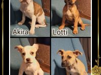 Unsere OEB-Hündin Leni hat am Frauentag (08.03.) 8