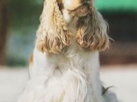 Kleine Liebhaberzucht englischer Cockerspaniels. Wir