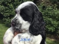 Kleine Liebhaberzucht englischer Cockerspaniels. Wir