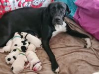 Hallo unsere Mix Hündin Lotta (Deutsche Dogge,Dogo mix)