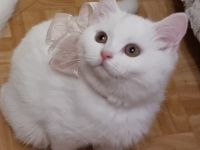 Unsere hübsche Katze hat am 14.01.2022 fünf gesunde,