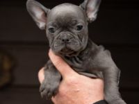 5 kleine blaue süsse Welpen, alles Hündinnen, suchen