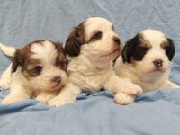 Unsere Kleinen sind Zwergpudel x PekaChi- Mischlinge