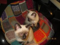 Noch vier Siam-Birma Kätzchen und vier Katerchen aus