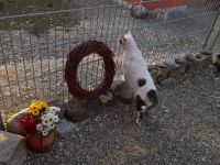 Katzenpension Eisenlauer