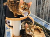 Wotan und Walli, Hallo ihr Lieben, schweren Herzens