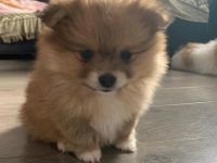 Guten Tag Unsere Hündin Businka hat am 7 Februar drei