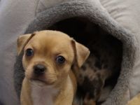 Hallo lieber Hundefan, am 17.03 hat unsere Hundemami