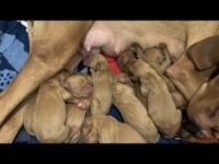 Unsere Hündin hat am 24.04.2022 Nachwuchs bekommen es