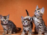 Wir haben wieder ein super schönen Wurf - aktuell 14