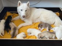 Guten Tag, Am 26/03/2022 hat unsere Husky Hündin 10