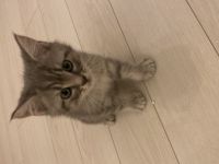 British Kurzhaar geboren 14.02.2022 Stubenrein