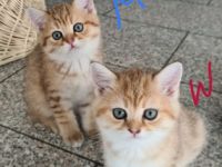 Unser Bal?m hat 5kleine Mäuse auf die Welt gebracht sie