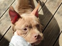 American Bully Hündin, Aus persönlichen Gründen muss