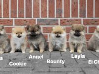 Neue Bilder online ! Zu verkaufen sind noch Cookie ,