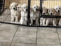 EINE HÜNDIN sucht noch eine liebevolle Familie. Sie ist