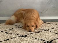 Unsere Hovawart Hündin erwartet voraussichtlich am 04