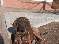 Einmal Fila, immer Fila! Filas sind besonders