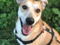 Siehe Video: https://www.dropbox.com/s/rjnaocqvy5c8r8x