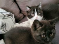 Guten Tag Unsere Pia hat 2 wunderschöne Kitten zur Welt