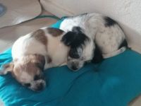 Hallo, Wir 4 Mädchen und 3 junge suchen ein neues