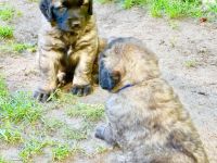 Schloss Warlitz - Leopnberger-Welpen.com Löwengelb mit