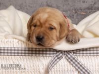 Kleine ''Küstenperlen'' suchen ein liebevolles Zuhause.