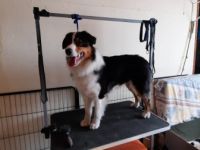 Preeminent Line Lea, Aussie Hündin Black/tri mit NBT