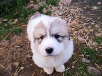 Aus dem Erstwurf unserer Junghündin sind 2 Hündinnen