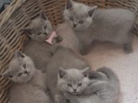 Mitte Februar sind unsere bezaubernden, reinrassigen