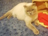 Luna, Schweren Herzens müssen wir uns von unserer 2