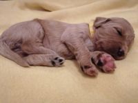 Prächtige Goldendoodle mit Papieren Aktuell haben wir